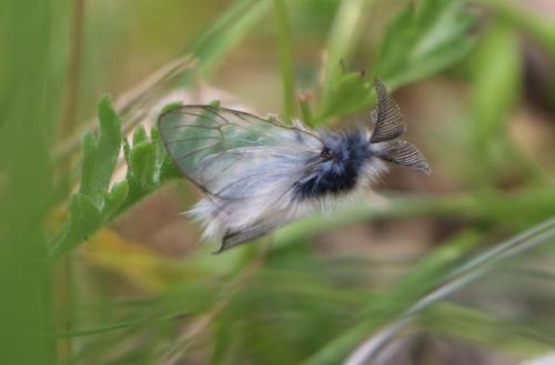 Réf. 303 535 : Ptilocephala sp.